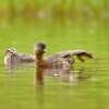 Potapka novozelandska - Poliocephalus rufopectus - New Zealand dabchick - weweia 4051